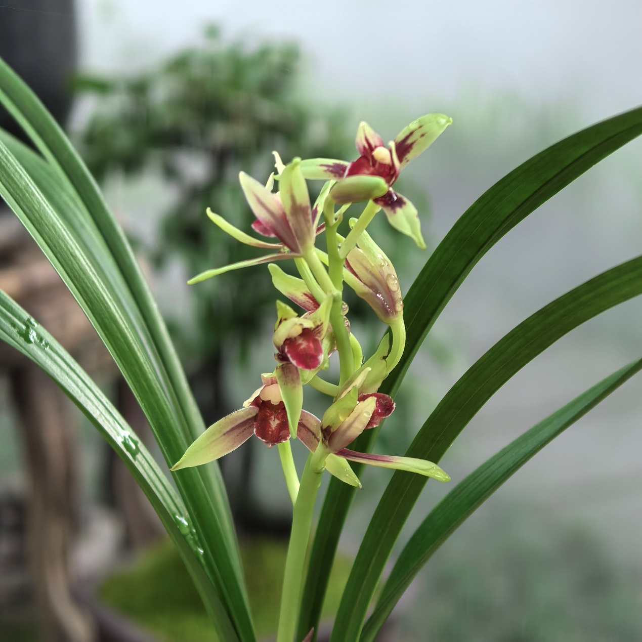 3rd Du Fu Thatched Cottage Orchid Exhibition held in Chengdu