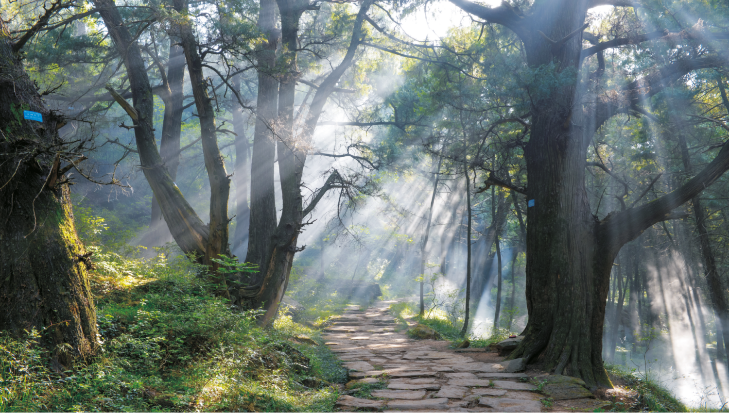 剑门蜀道斩获联合国殊荣 大卫设计服务生态文明建设